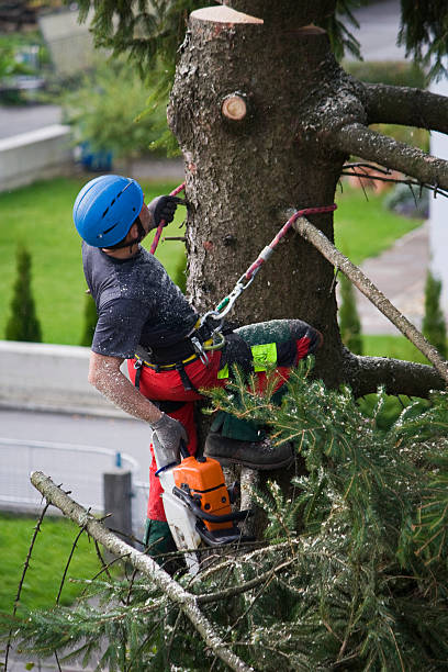 Professional Tree Removal in Lavonia, GA